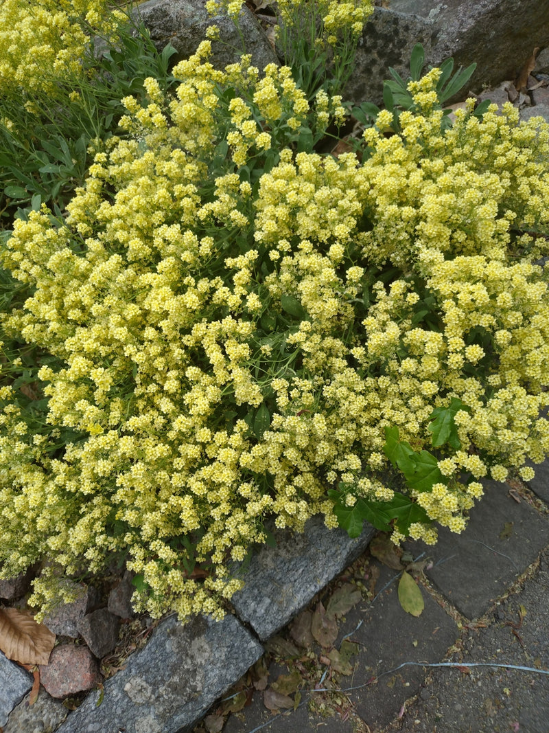 Roche d'alyssum — Bild 1