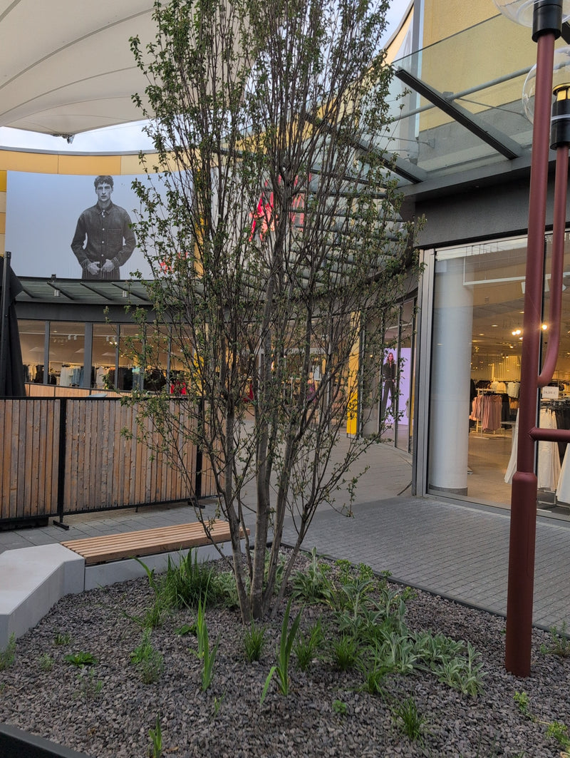 On aperçoit un arbuste élancé de cornouiller de Lamarck poussant dans un parterre recouvert de gravier en milieu urbain. La plante présente son port typique ...