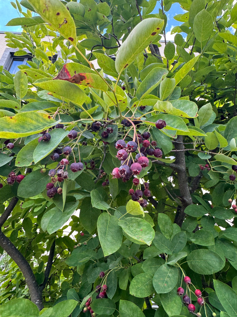L'image montre une branche d'Amelanchier lamarckii avec des feuilles vertes et de nombreuses baies mûrissantes, rouge foncé à violettes. La plante se trouve ...