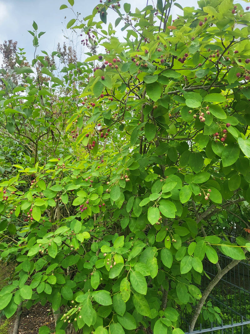 L'image montre un arbuste dense de lamarck's serviceberry avec des feuilles vertes et de petits fruits rougeâtres. La plante se dresse à l'extérieur sous un ...