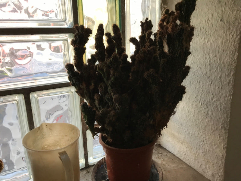 cactus rocheux — Bild 1