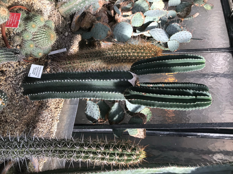 On aperçoit un cactus colonnaire à plusieurs branches dans une serre. La plante se trouve dans un substrat rocheux et présente clairement ses côtes et épines...