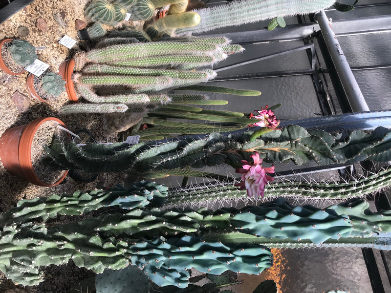 L'image montre un cactus-rocher avec des fleurs roses remarquables dans une serre. La plante pousse dans un pot de fleurs sur un sol sableux.