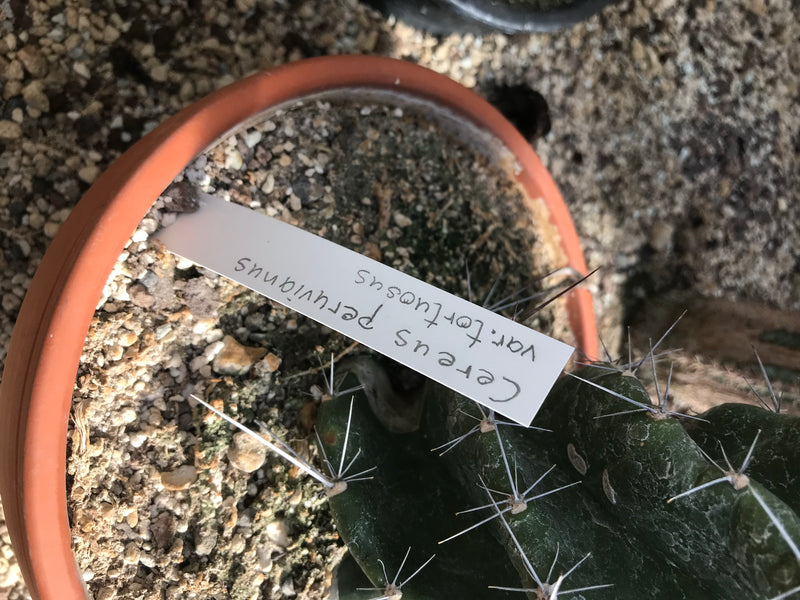 L'image montre un cactus des rochers dans un pot en terre cuite avec une étiquette. La plante succulente a des tiges vertes épineuses.