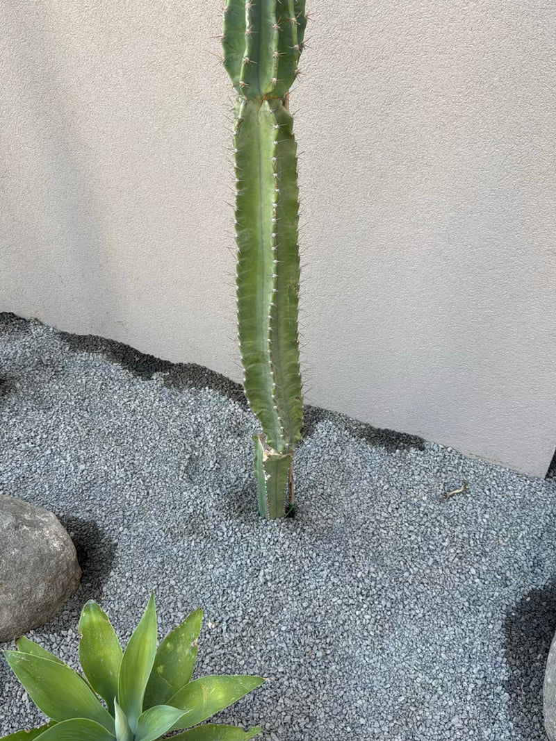 On voit un cactus dressé dans un lit de gravier devant un mur clair. La plante montre ses tiges columnaires typiques avec des épines.