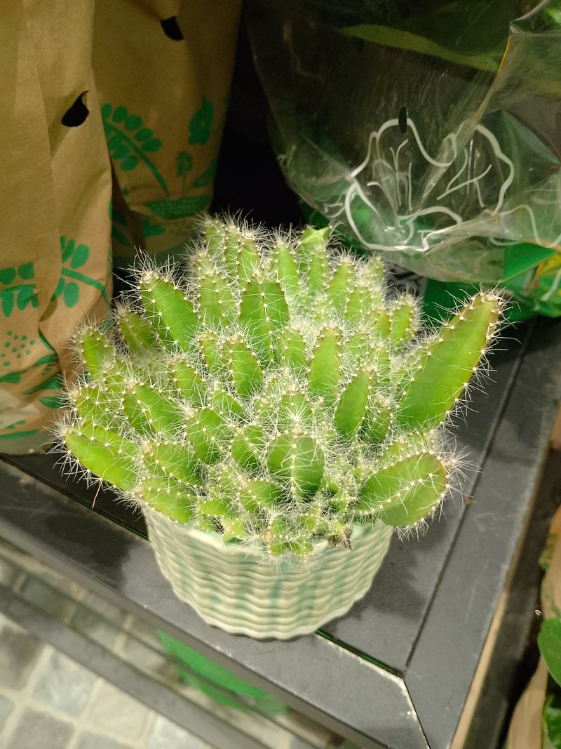 Rock Cactus (Château des Fées) — Bild 1
