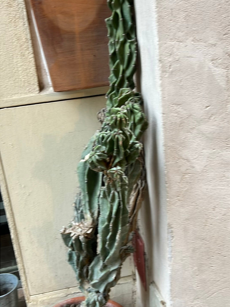 Cactus rocheux (forme monstrueuse) — Bild 1