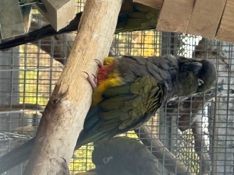 Felsensittich — photo 3 sur 6