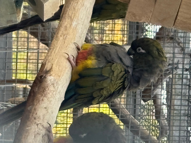 Felsensittich — photo 2 sur 6