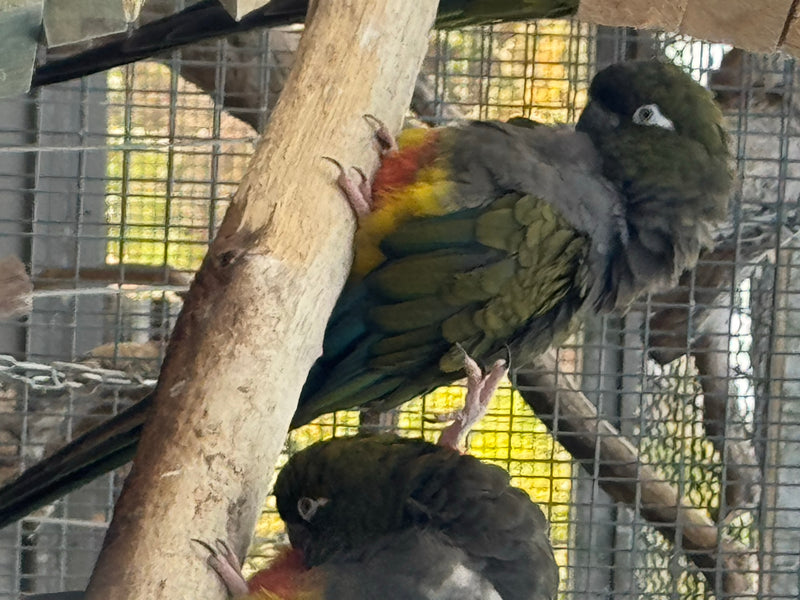Felsensittich — photo 1 sur 6