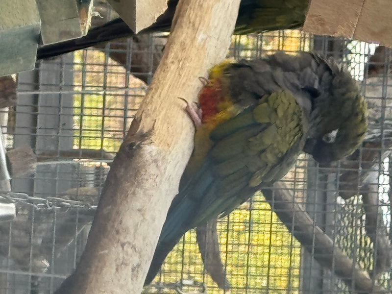 Felsensittich — photo 4 sur 6