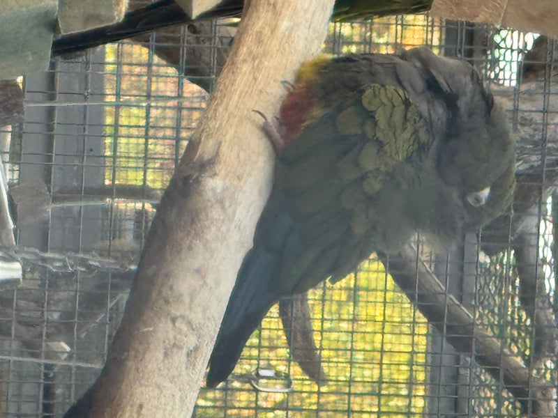 Felsensittich — photo 5 sur 6