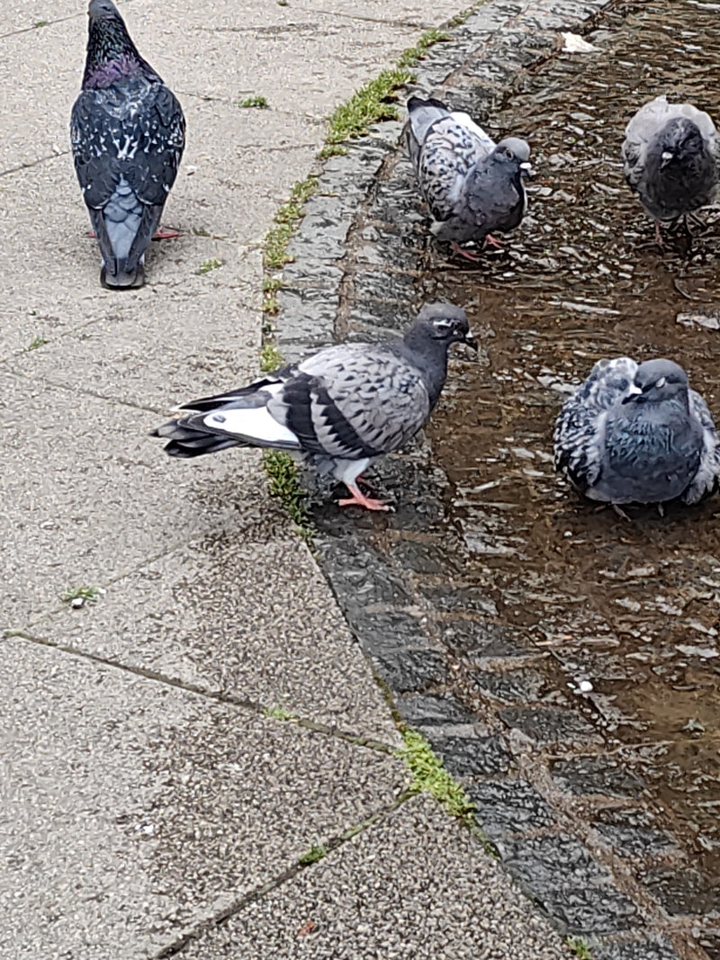Pigeon domestique sauvage — Bild 1