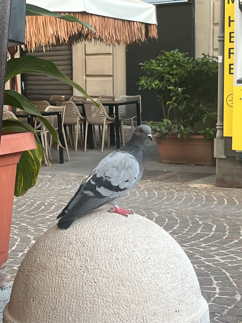 Un pigeon biset domestique est posé sur une borne en pierre ronde en milieu urbain. Des tables et des chaises de café sont visibles en arrière-plan.