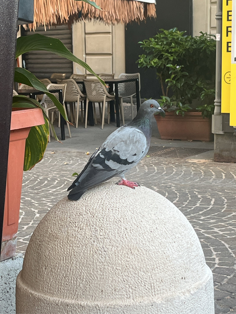 Un pigeon biset domestiqué est assis sur une sculpture en pierre hémisphérique en milieu urbain. Des pavés et des chaises sont visibles en arrière-plan.