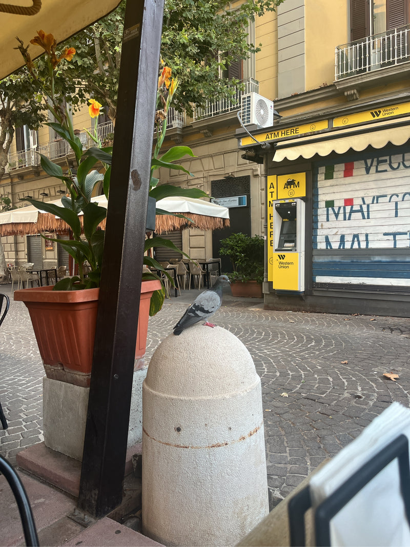 Un pigeon biset féral est assis sur une borne en béton claire dans un environnement urbain pavé. Des façades de bâtiments, un distributeur automatique et des...