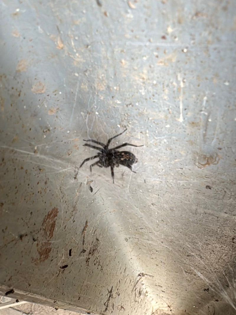 Araignée de fenêtre — Bild 3