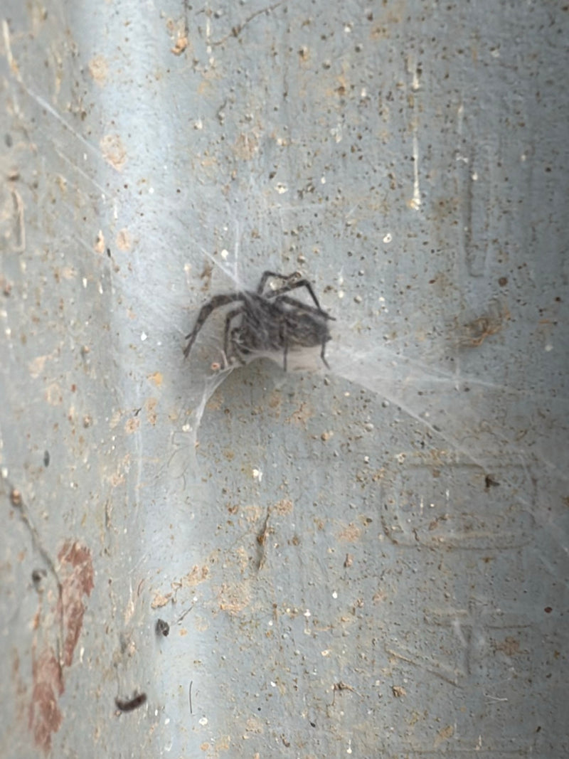 Araignée de fenêtre — Bild 2