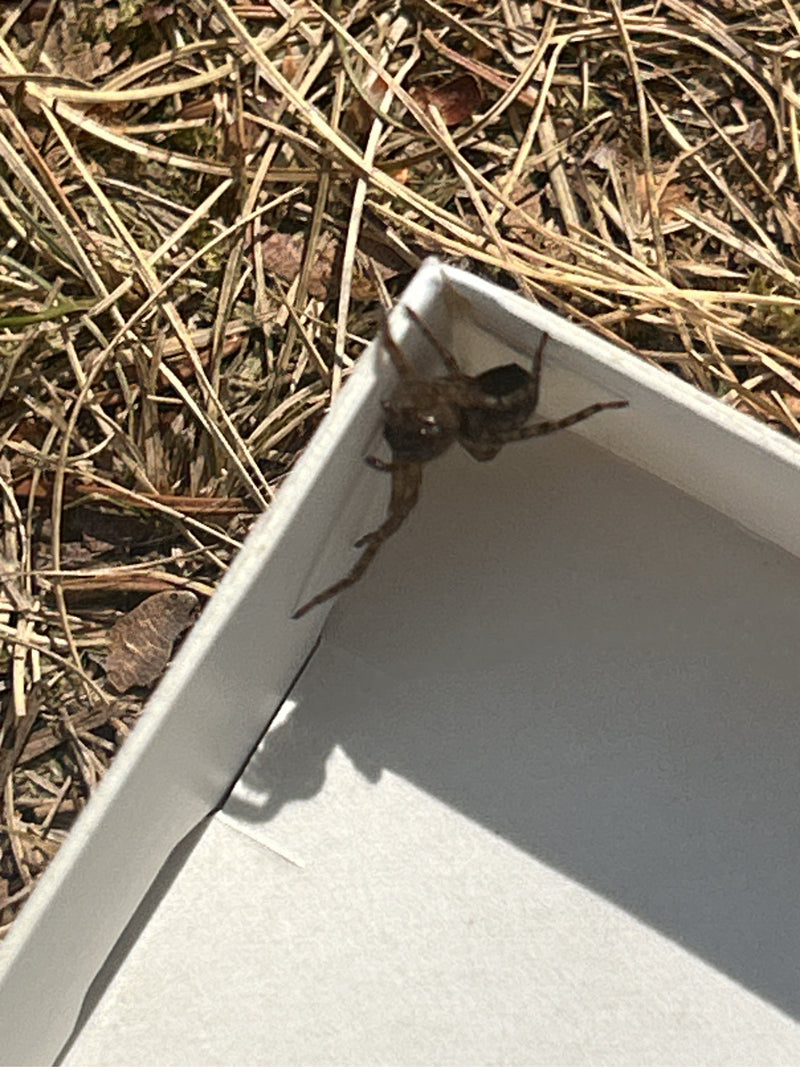 Une araignée des fenêtres se trouve sur le bord d'une boîte blanche posée sur un sol forestier sec. La photo montre l'animal par-dessus.