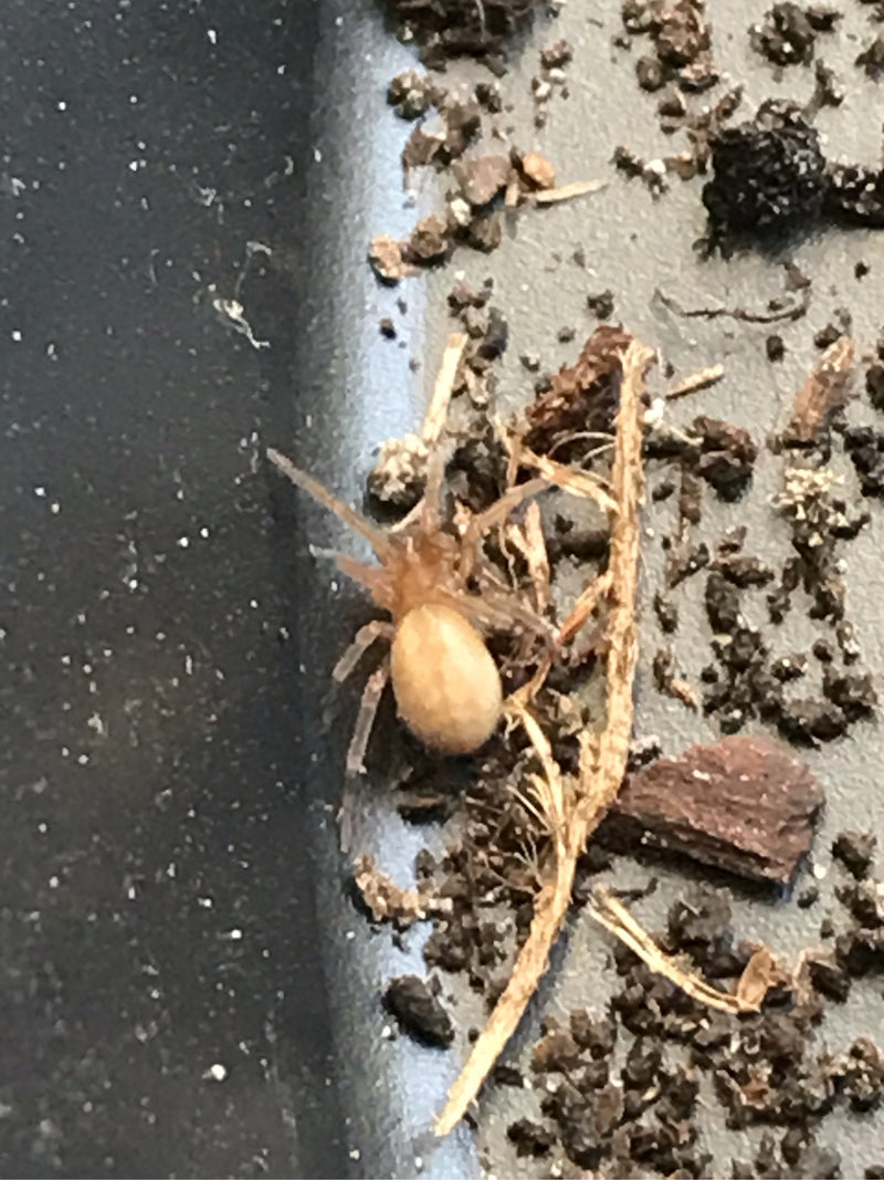 L'image montre une araignée domestique posée sur de la terre sombre et de petits fragments de bois.