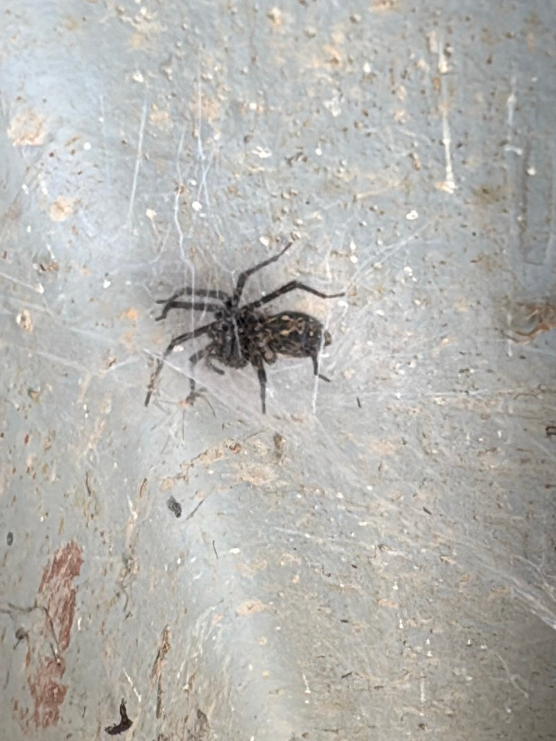 Araignée de fenêtre — Bild 1
