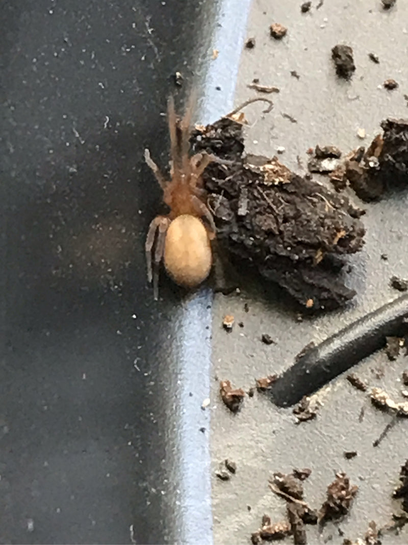Araignée de fenêtre — photo 5 sur 20