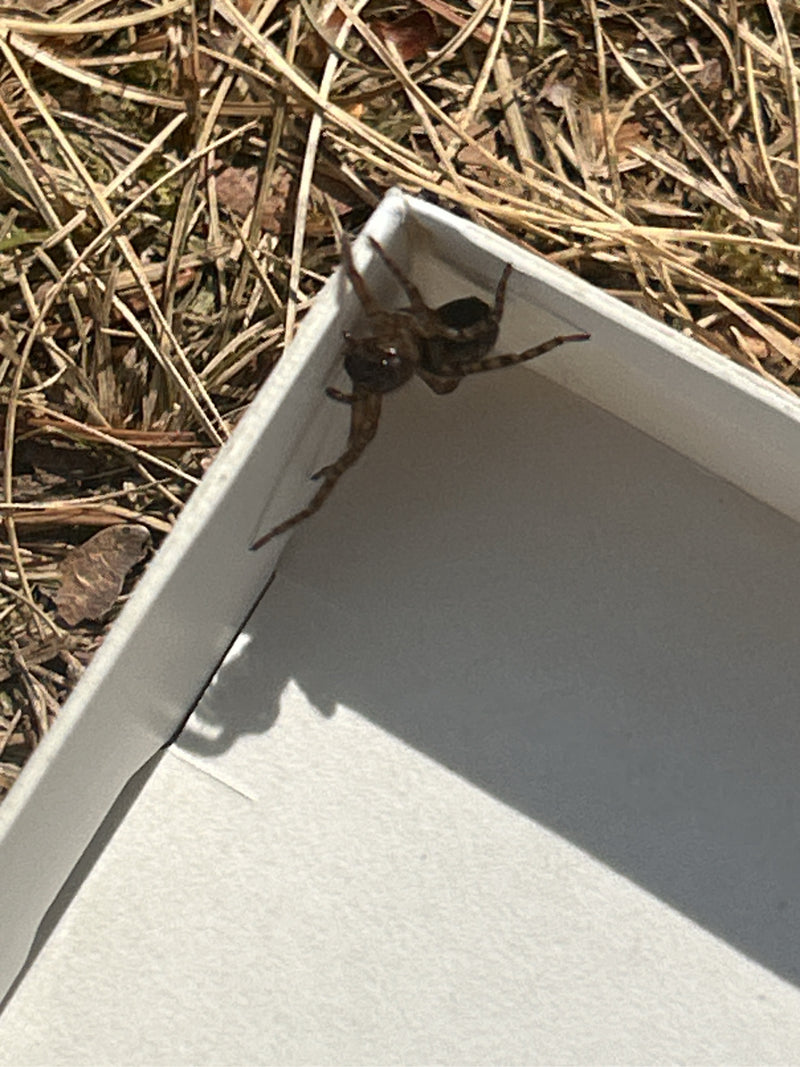 Une araignée du genre Amaurobius est assise sur le bord d'une boîte blanche posée sur le sol de la forêt.