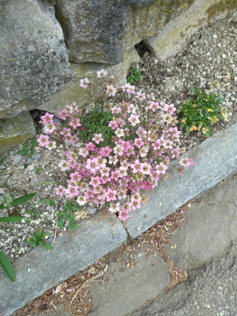 Saxifrage d'orpin — Bild 1