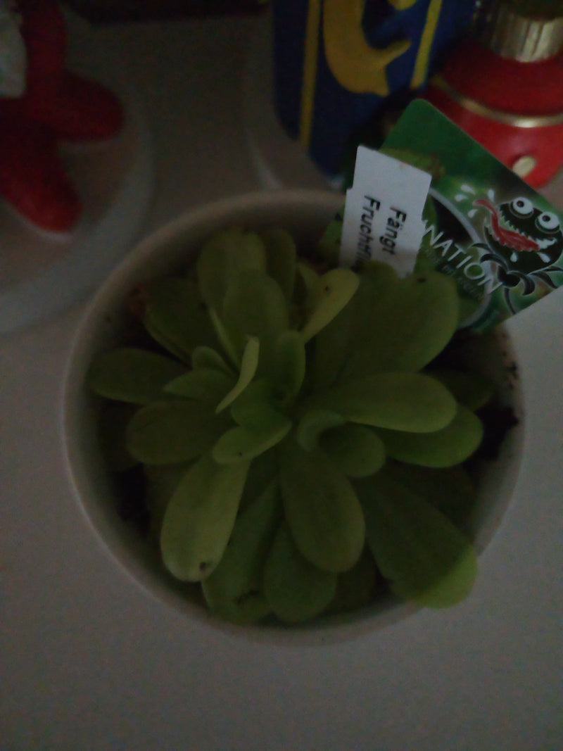 Une grassette (Pinguicula) avec sa rosette de feuilles charnues pousse dans un pot avec une étiquette.