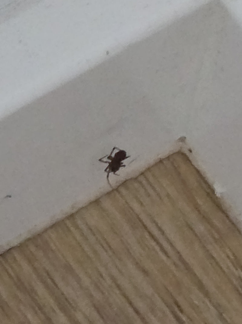 Grosse araignée — Bild 3