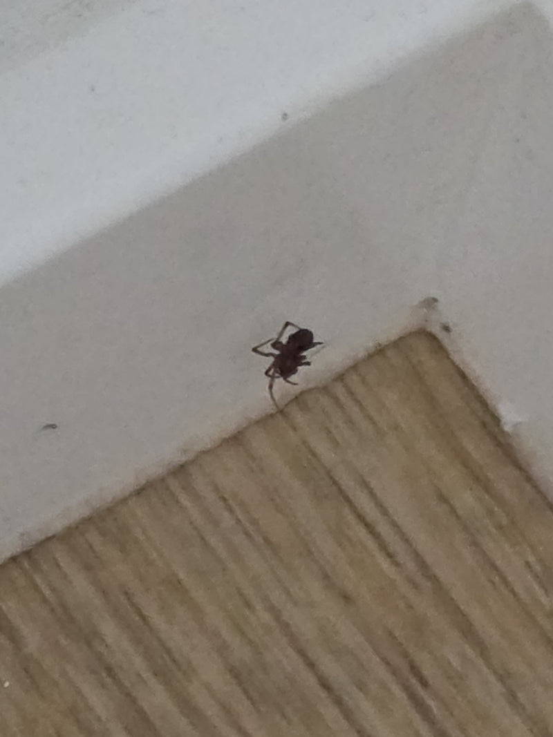 Grosse araignée — Bild 2