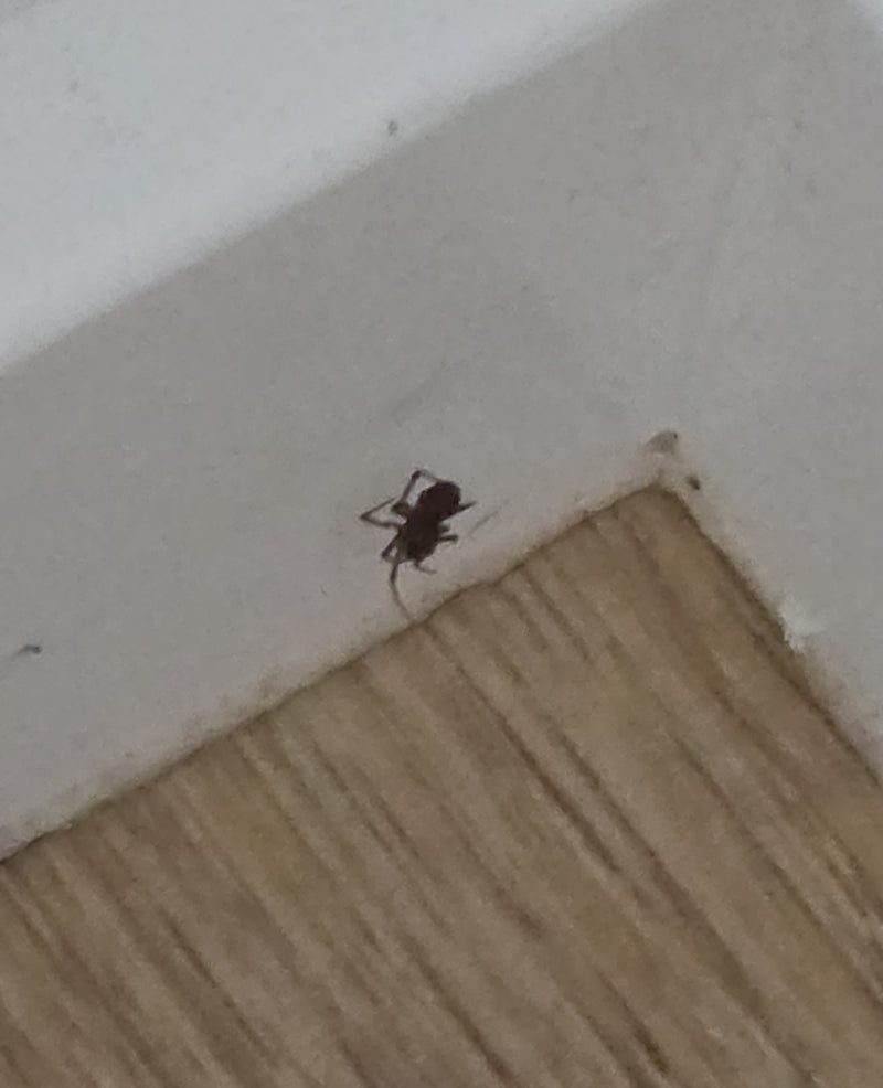 Grosse araignée — Bild 1