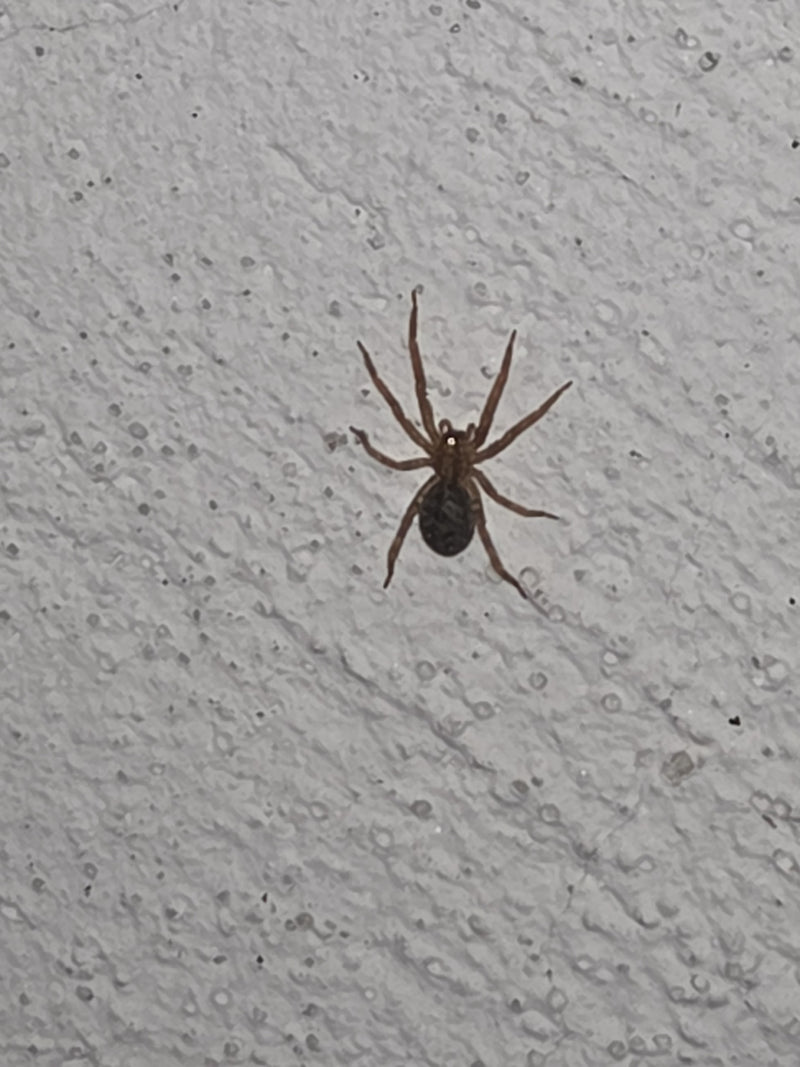 Une steatode biponctuée est assise sur un mur clair et texturé. L'animal est bien visible.