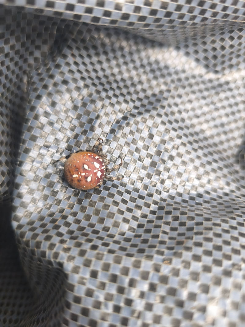 Une steatode rousse est assise sur une bâche grise texturée. L'animal montre son motif abdominal sphérique caractéristique.