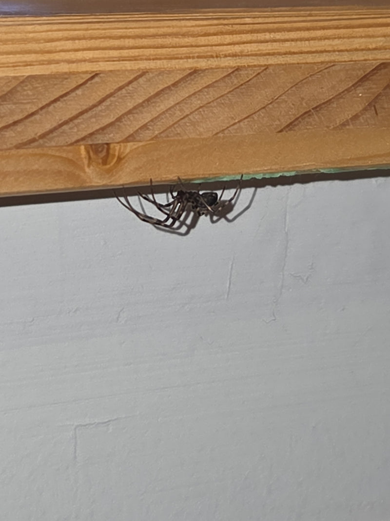 L'image montre une steatode rousse posée sur une moulure en bois sous le plafond. L'araignée est clairement visible dans sa posture typique.