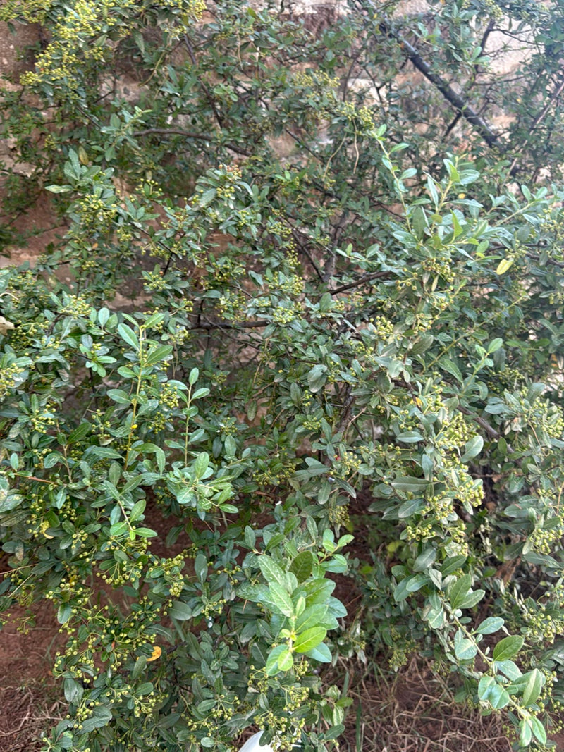 On aperçoit un arbuste dense avec de petits fruits verts et des feuilles allongées devant un mur. La plante présente les caractéristiques typiques du pyracan...