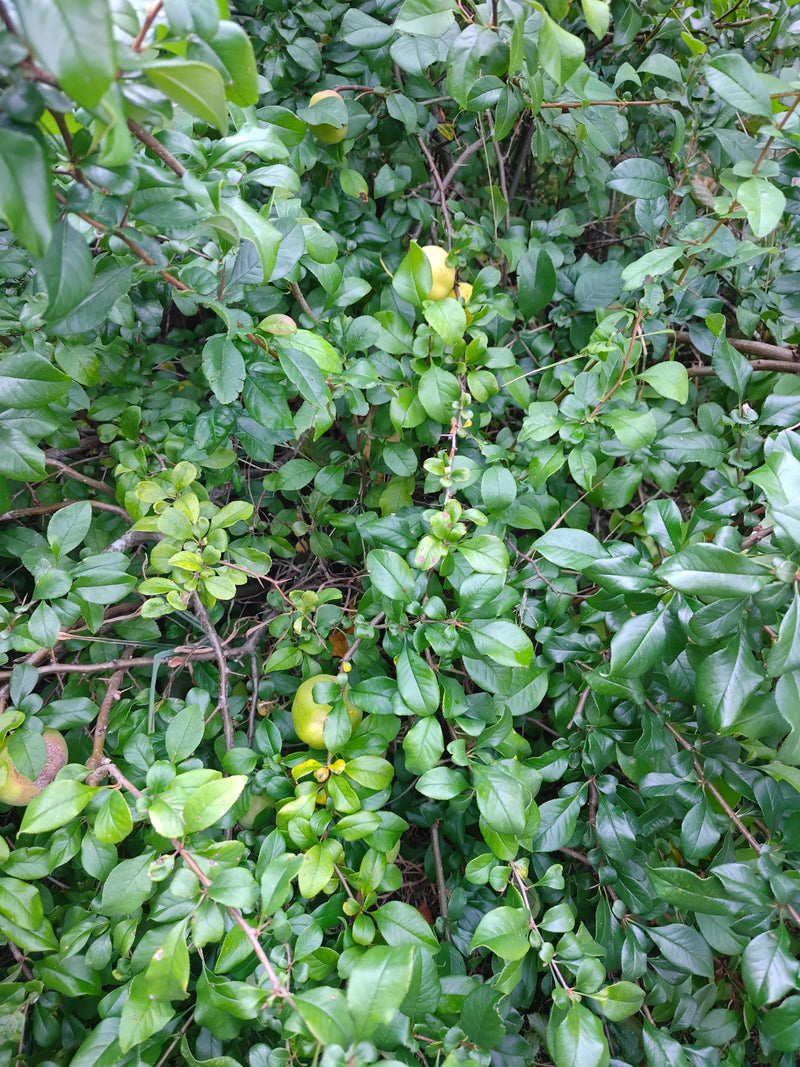 L'image montre un buisson dense de pyracantha avec des feuilles vertes brillantes et quelques fruits non mûrs parmi les branches.