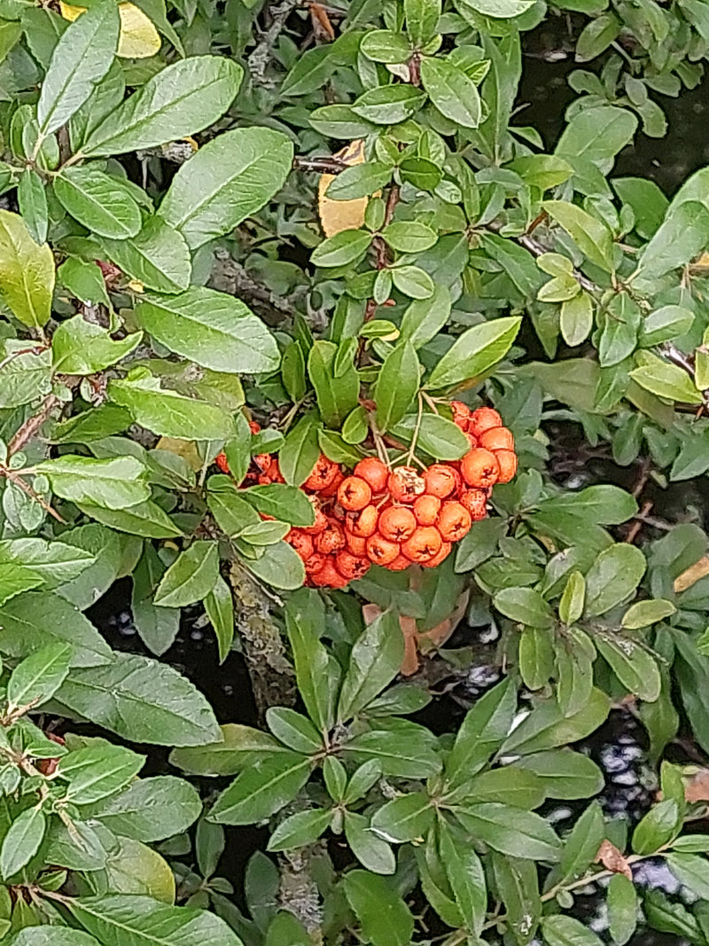 L'image montre une branche de pyracantha avec des feuilles vertes denses et des baies rouges vives.