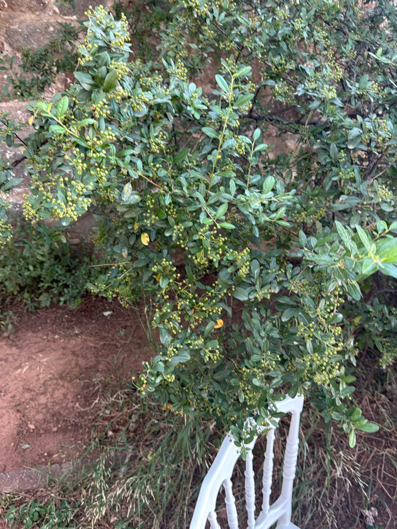 On aperçoit un arbuste de pyracantha dense, aux feuilles vertes et aux nombreux petits fruits. La plante se dresse devant un mur sur un sol de terre.