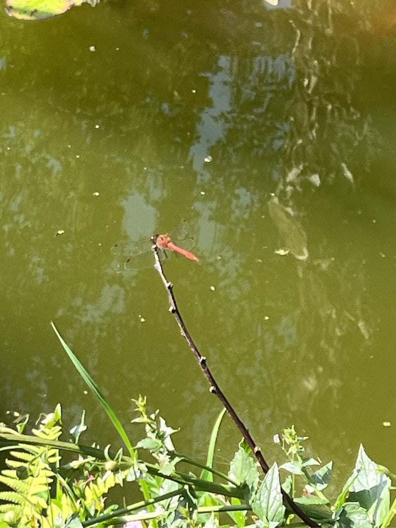 Libellule de feu — Bild 1