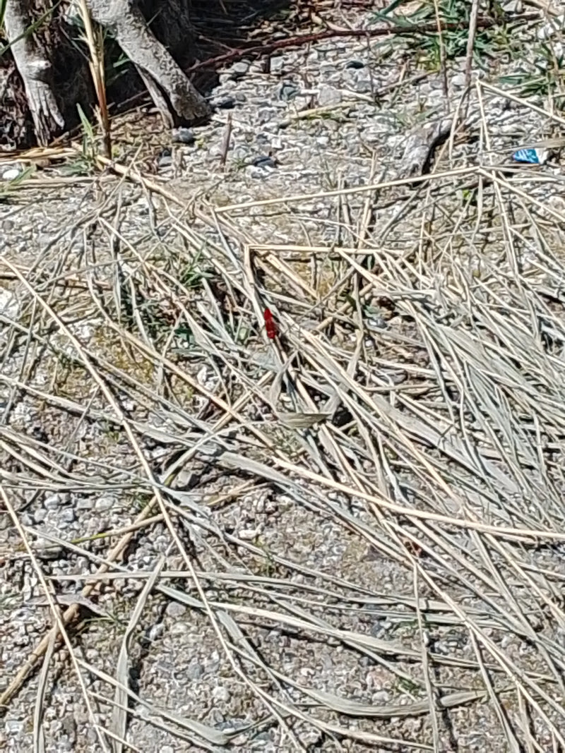 Libellule de feu — photo 1 sur 5