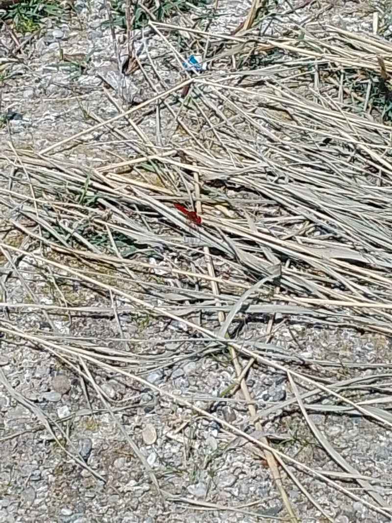 Libellule de feu — photo 2 sur 5