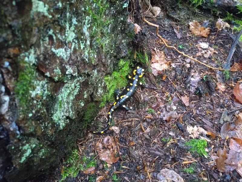 Salamandre de feu — Bild 1
