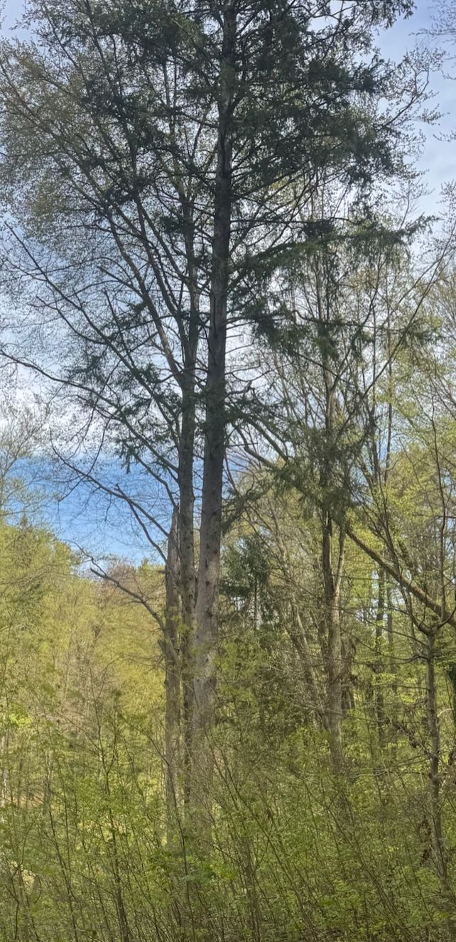 L'image montre un grand épicéa commun dans une forêt claire. Le tronc et la structure typique de la cime sont bien visibles.