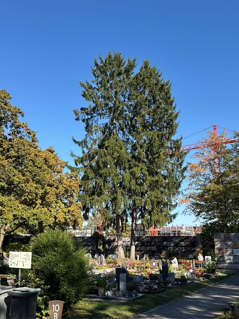Deux grands épicéas communs se dressent au milieu d'un cimetière ensoleillé sous un ciel bleu.
