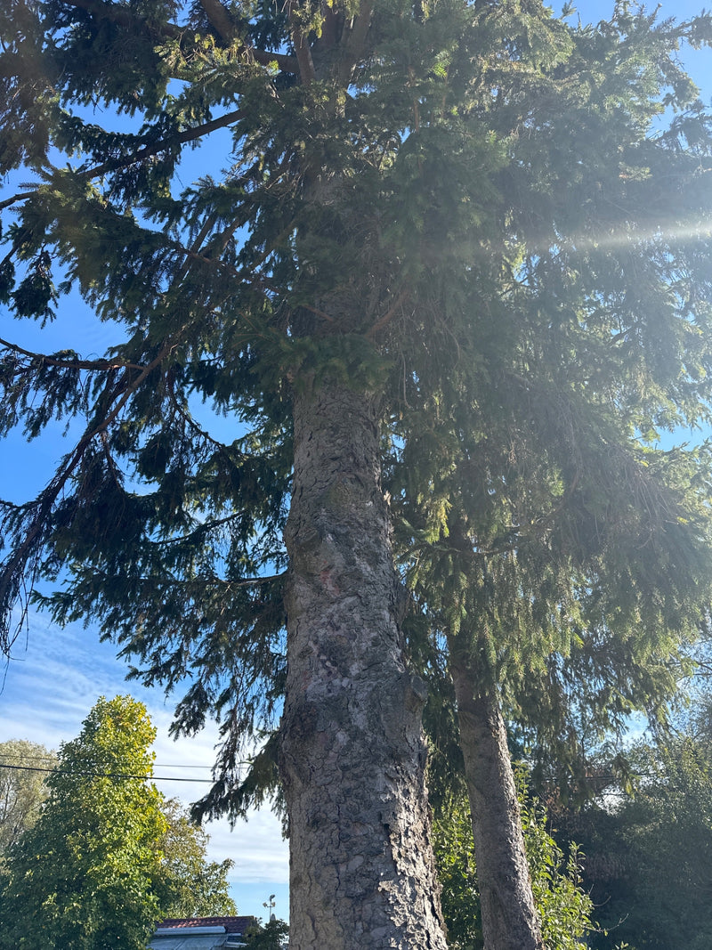 Vue en contre-plongée le long du tronc d'un conifère vers la cime sous un ciel bleu.