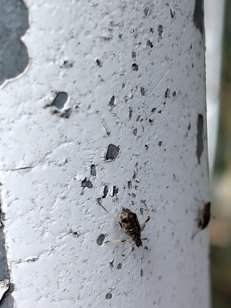 Un puceron du genre Cinara rampe sur une surface peinte en blanc qui s'écaille, tandis qu'un autre individu est visible sur le bord de l'image.