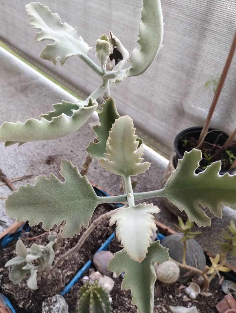 Feutre Kalanchoe — Bild 1