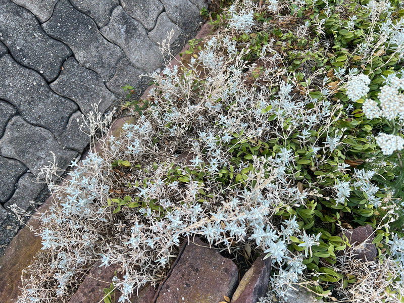 Hornwort tomenteuse — Bild 1