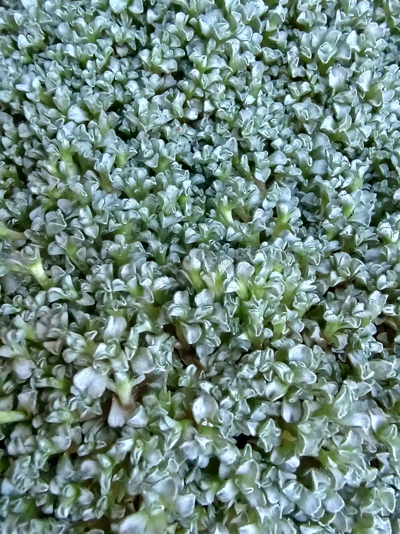 Hornwort tomenteuse — photo 1 sur 2